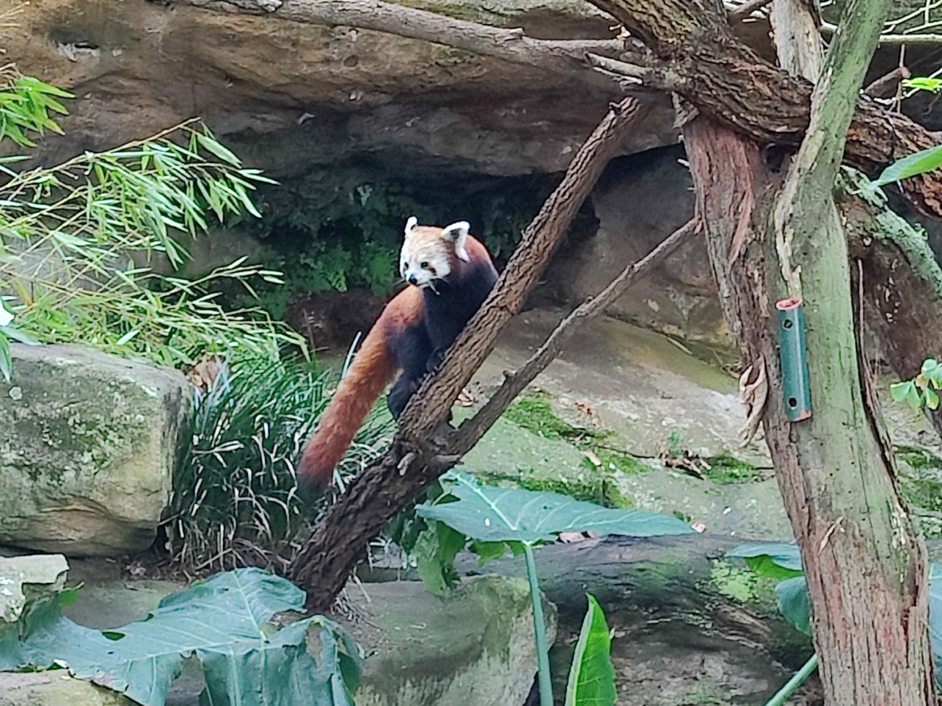 Red Panda