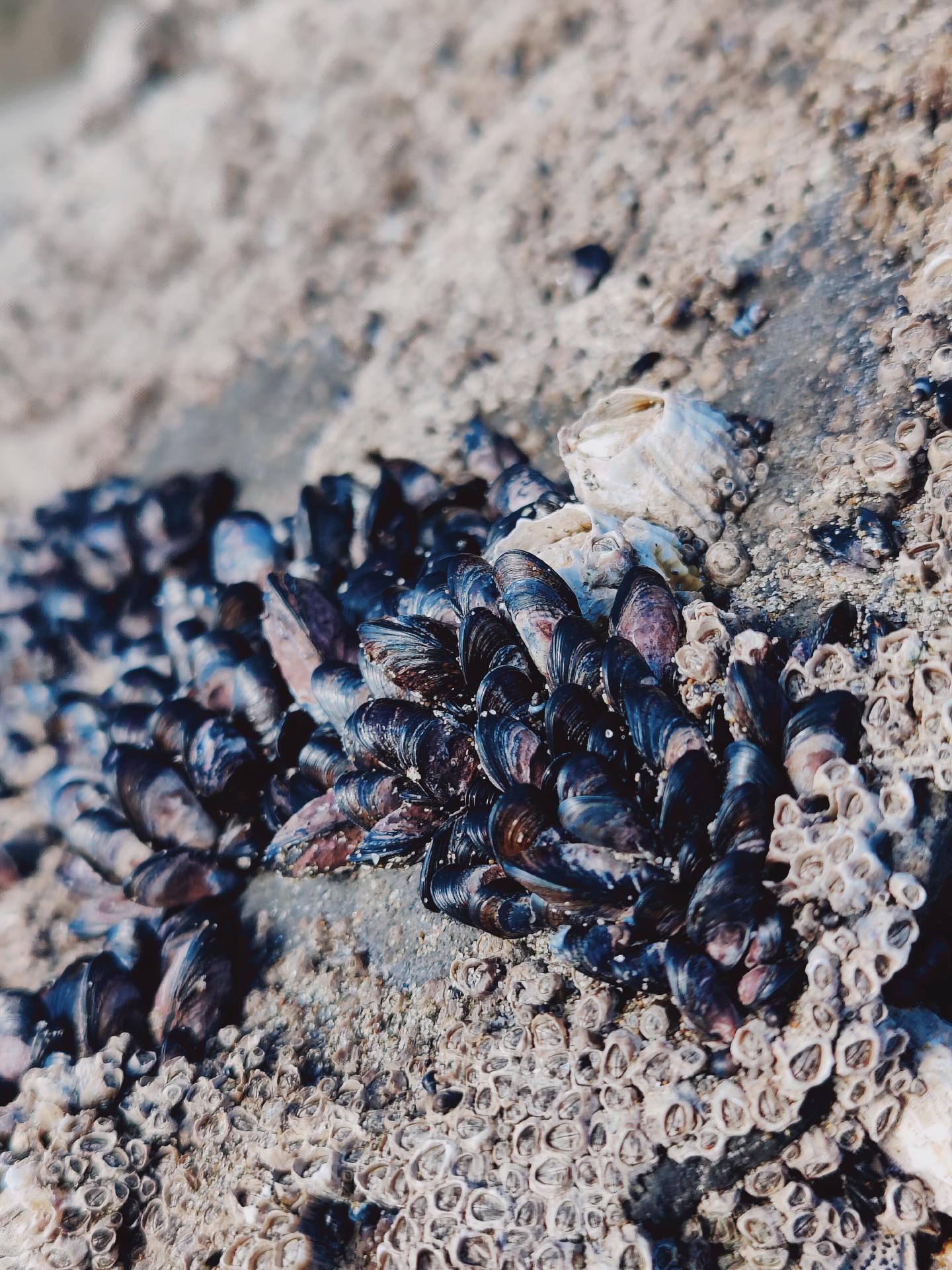 Muscheln