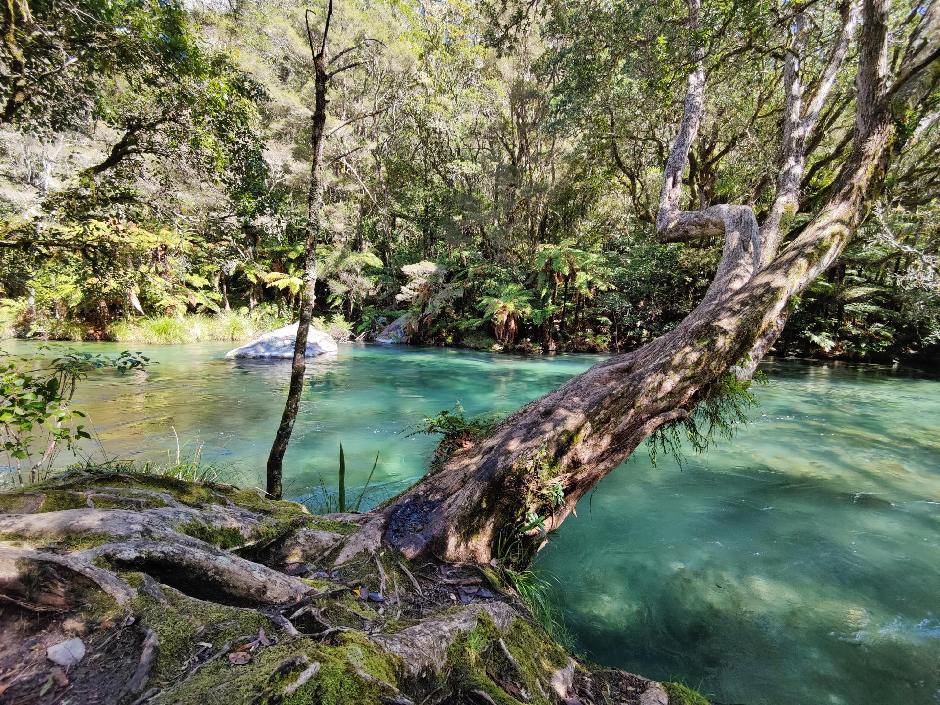 Tarawera River Tree