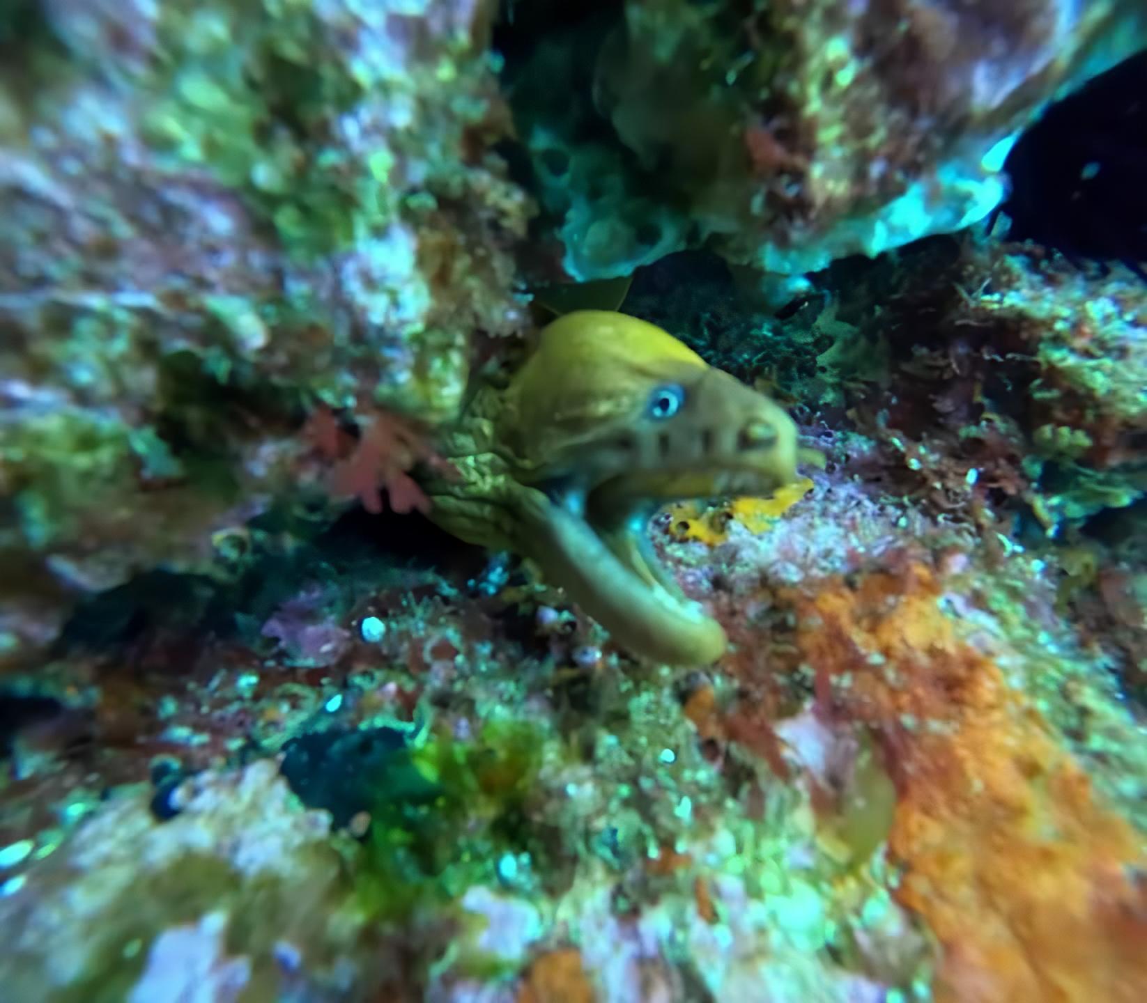 Moray eel