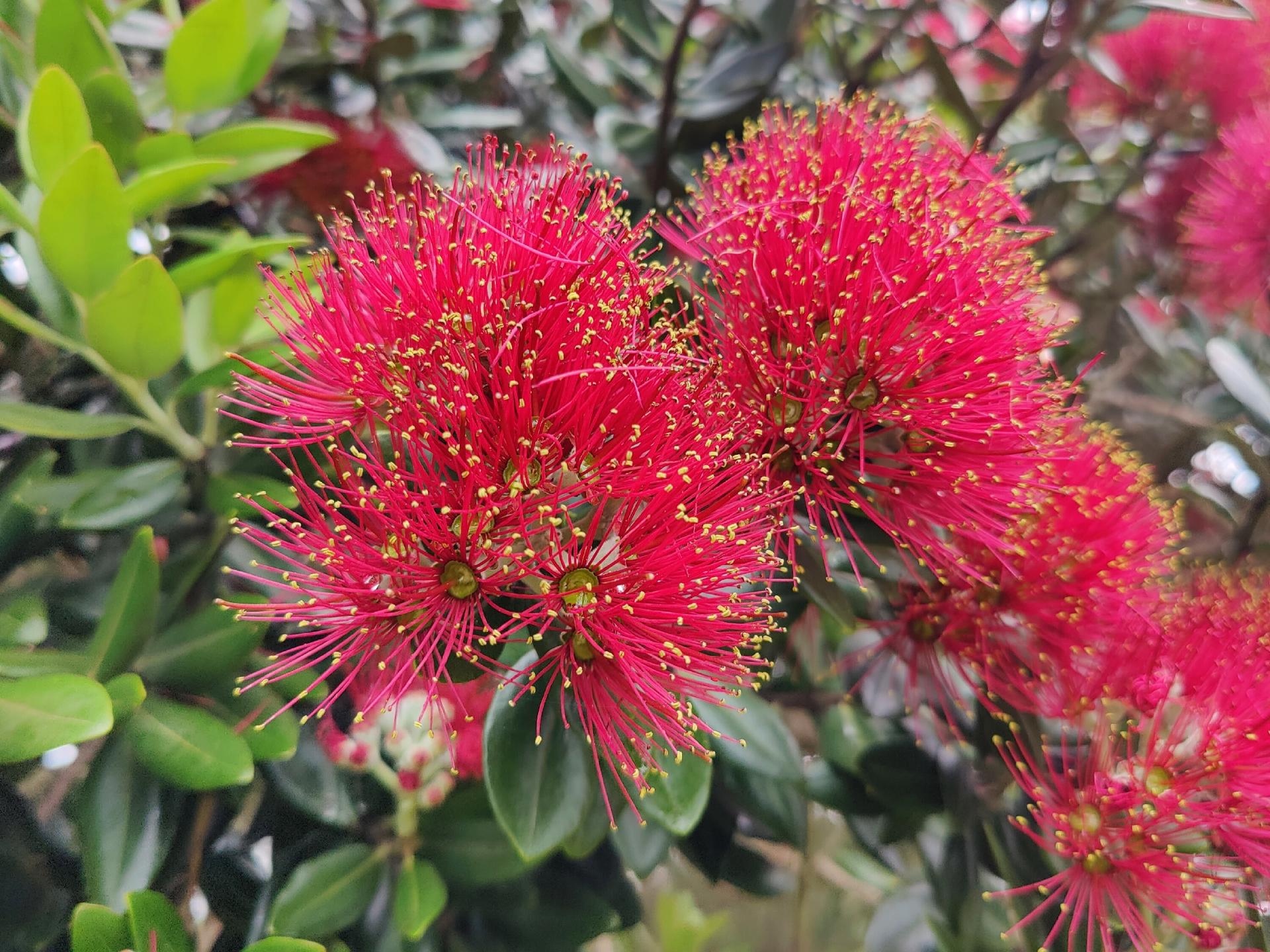 Auckland - Christmas