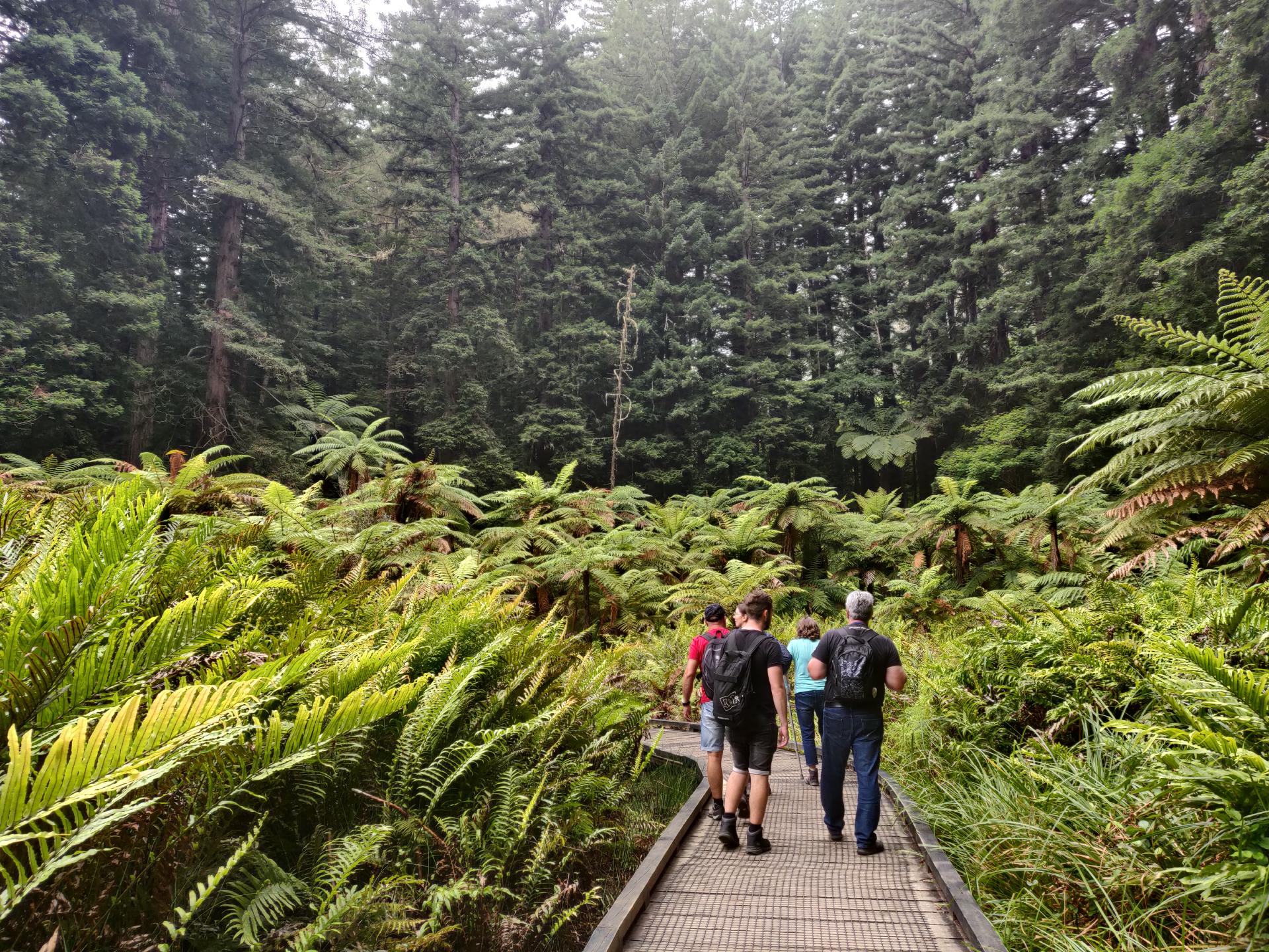Whakarewarewa Forest